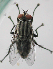 写真:ニクバエ類の一種