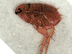 写真:ネコノミ成虫