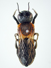 写真:オオハキリバチ