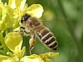 写真:ニホンミツバチ