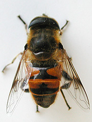 写真:ハナアブ(成虫)