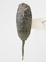 写真:ハナアブ(蛹)