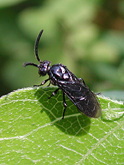 写真:ルリチュウレンジ