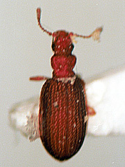 写真:ムネアカヒメマキムシ