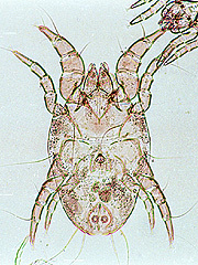 写真:コナヒョウヒダニ(雄,プレパラート標本)