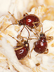 写真:ニセセマルヒョウホンムシ