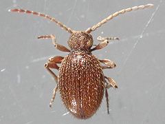 写真:ヒメヒョウホンムシ(雌成虫)