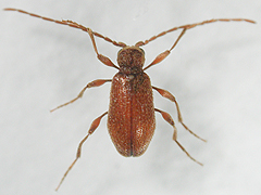 写真:ヒメヒョウホンムシ