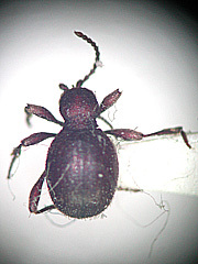 写真:カバイロヒョウホンムシ