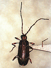 写真:ナガヒョウホンムシ