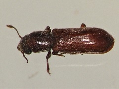 写真:アフリカヒラタキクイムシ成虫