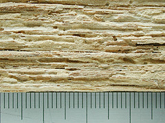 写真:ヒラタキクイムシ類の被害を受けた合板