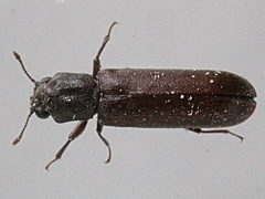 写真:ヒラタキクイムシ成虫