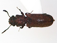 写真:アラゲヒラタキクイムシ成虫