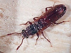 写真:ケヤキヒラタキクイムシ成虫