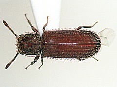 写真:ケブトヒラタキクイムシ成虫