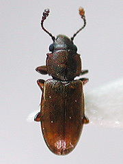 写真:カドコブホソヒラタムシ