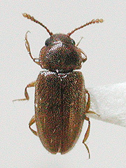 写真:ヒラナガムクゲキスイ