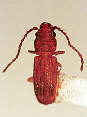 写真:トルコカクムネチビヒラタムシ