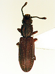 写真:ノコギリヒラタムシ