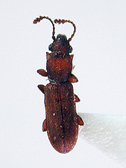 写真:フタトゲホソヒラタムシ類の一種