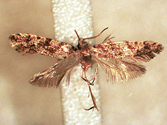 写真:コクガ(腹部が切り取ってあります)