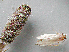 写真:コイガ(成虫と繭)