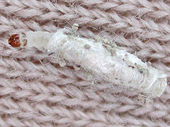 写真:イガ(幼虫)