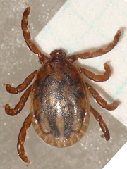 写真：キチマダニ