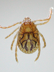 写真：フタトゲチマダニ