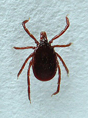 写真：ヤマトマダニ