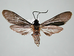 写真:タケノホソクロバ成虫