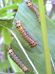 写真:タケノホソクロバ幼虫