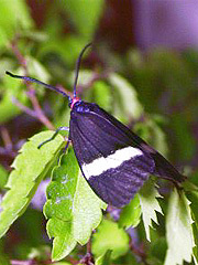 写真:シロシタホタルガ成虫