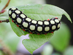 写真:シロシタホタルガ幼虫