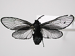 写真:ウメスカシクロバ成虫