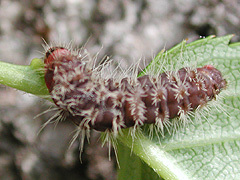 写真:ウメスカシクロバ幼虫
