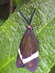 写真:ホタルガ成虫