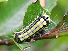 写真:ホタルガ幼虫