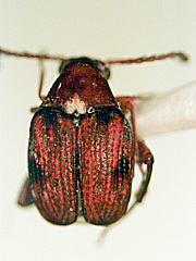 写真:アズキマメゾウムシ成虫1