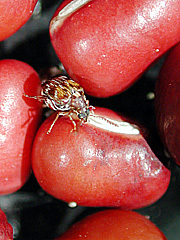 写真:アズキマメゾウムシ成虫2