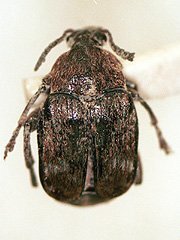 写真:エンドウゾウムシ成虫