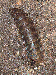 写真：アメリカミズアブ(幼虫)