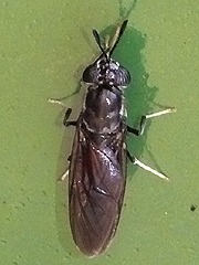 写真：アメリカミズアブ(成虫)