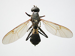 写真：コウカアブ(成虫)