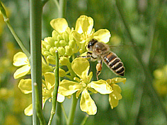 写真:ニホンミツバチ