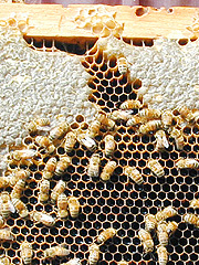 写真:巣板上のセイヨウミツバチ