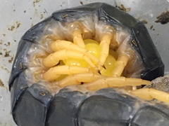 写真:抱卵するトビズムカデ