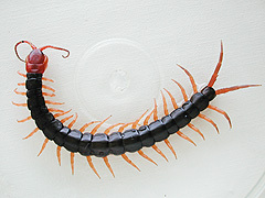 写真:トビズムカデ