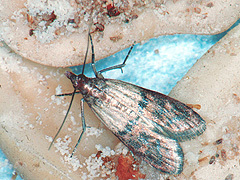 写真:ノシメマダラメイガ成虫